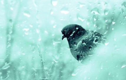 К чему птица стучит в окно: приметы и суеверия