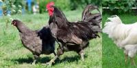 Джерсийский гигант: прибыльная порода кур, крупная птица – отличное мясо!